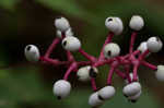 White baneberry <BR>Doll's eyes